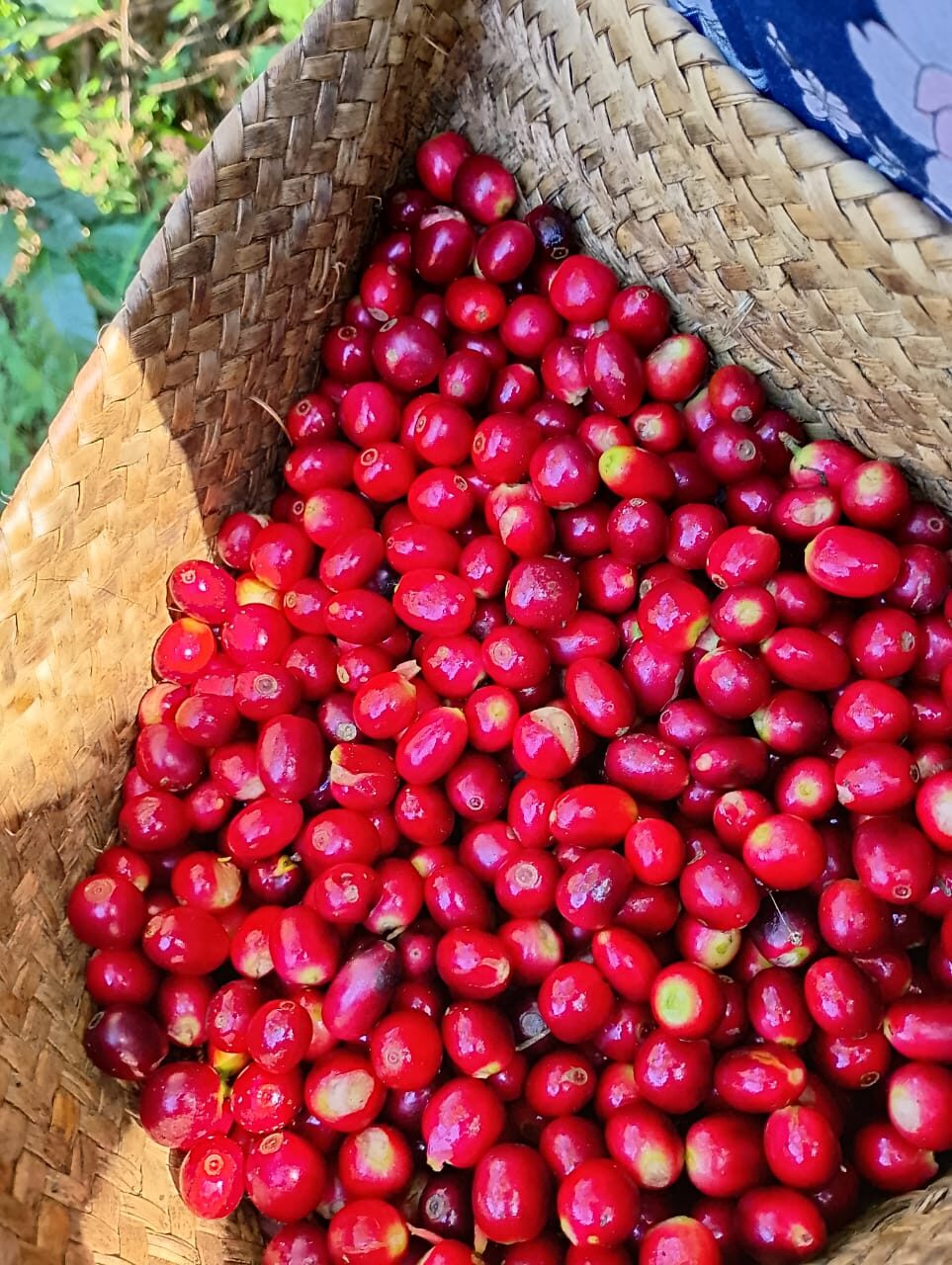 Cerezas de café maduras recolectadas a mano en Zongolica