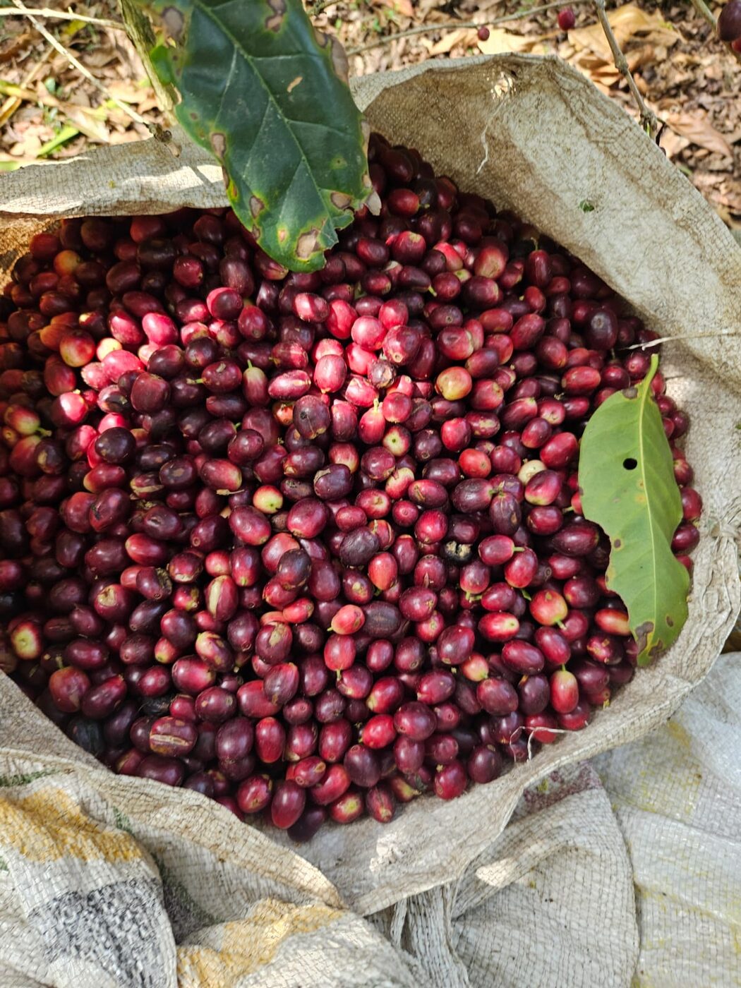 Selección de cerezas de café recién cosechadas