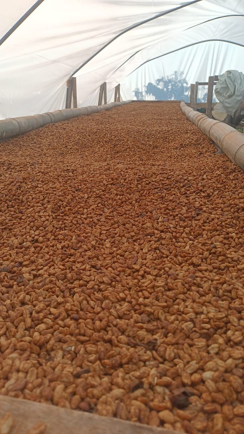Camas de secado controlado en la finca de Mapache Coffee