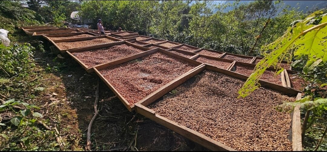 Camas de secado de café al sol en la ladera de la Sierra de Zongolica